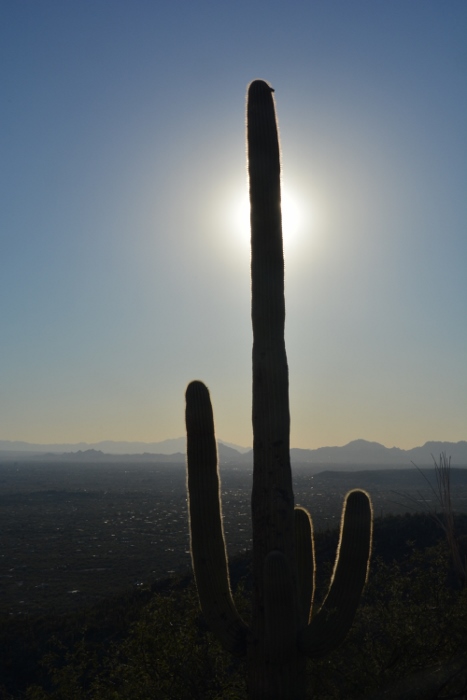 saguaro in silhouette